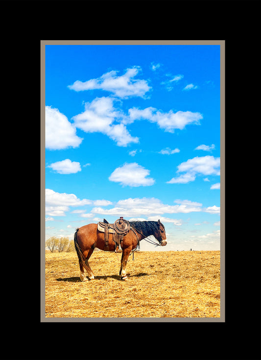 Blank Greeting Card-Horse